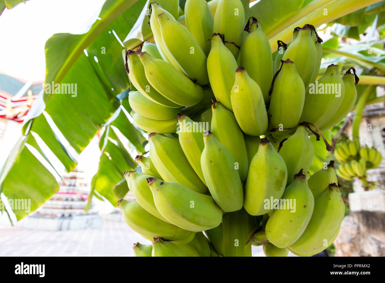 Bunch of bananas on a banana tree from our garden. #bananas