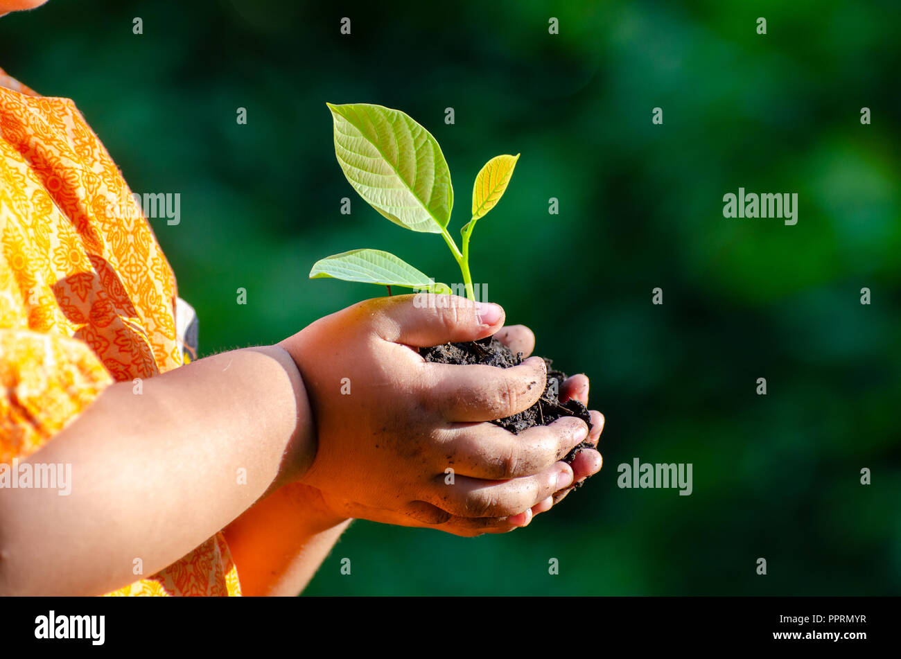 tree sapling Baby Hand On the dark ground, the concept implanted children's consciousness into the environment Stock Photo