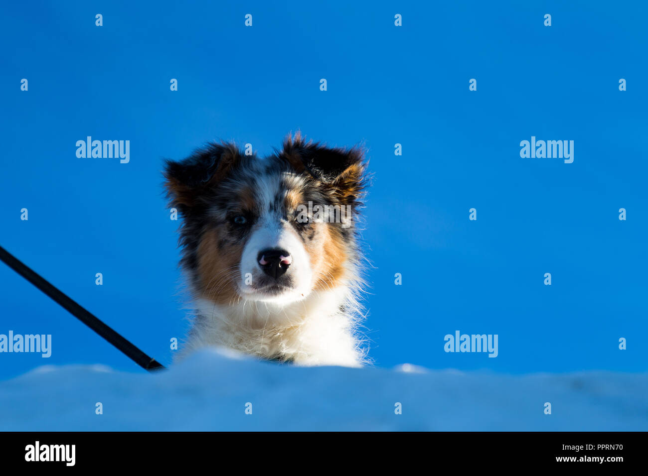 Australian shepherd in the snow Stock Photo