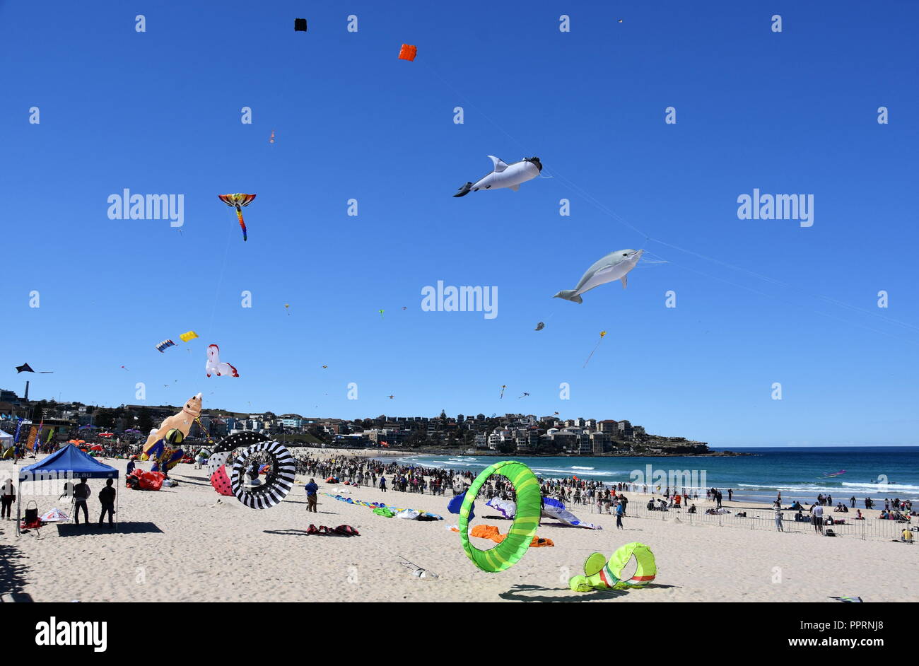 Sydney, Australia Sept 09, 2018. Kite flyers and crowd of people