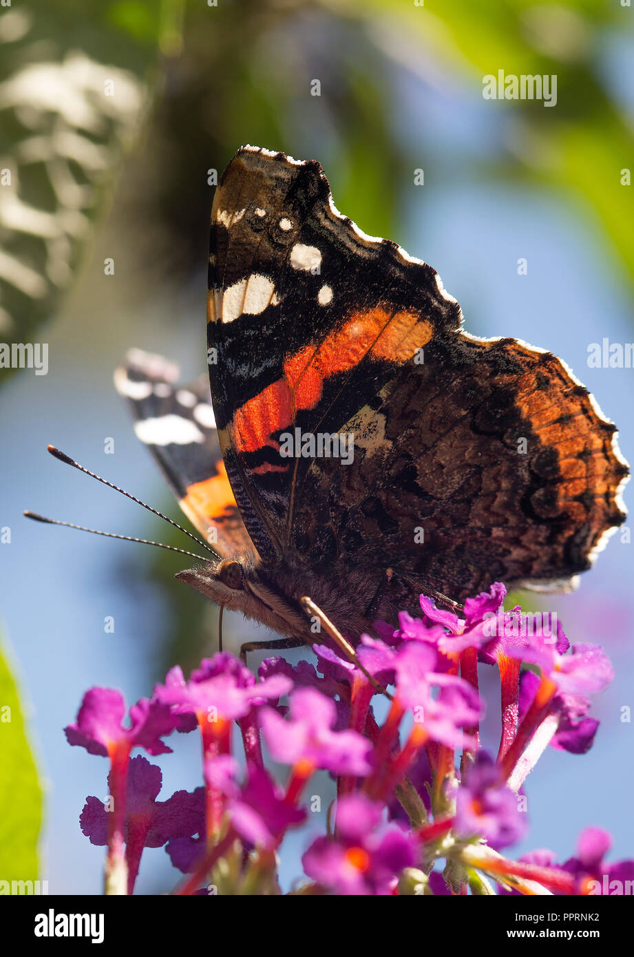 A Red Admiral Butterfly Feeding on Nectar on a Purple Buddleia Flower in a Garden in Alsager Cheshire England United Kingdom UK Stock Photo