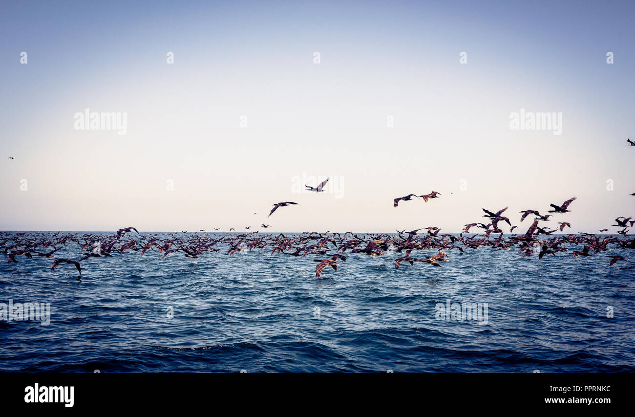 A flock of birds flies low over the pacific Stock Photo - Alamy