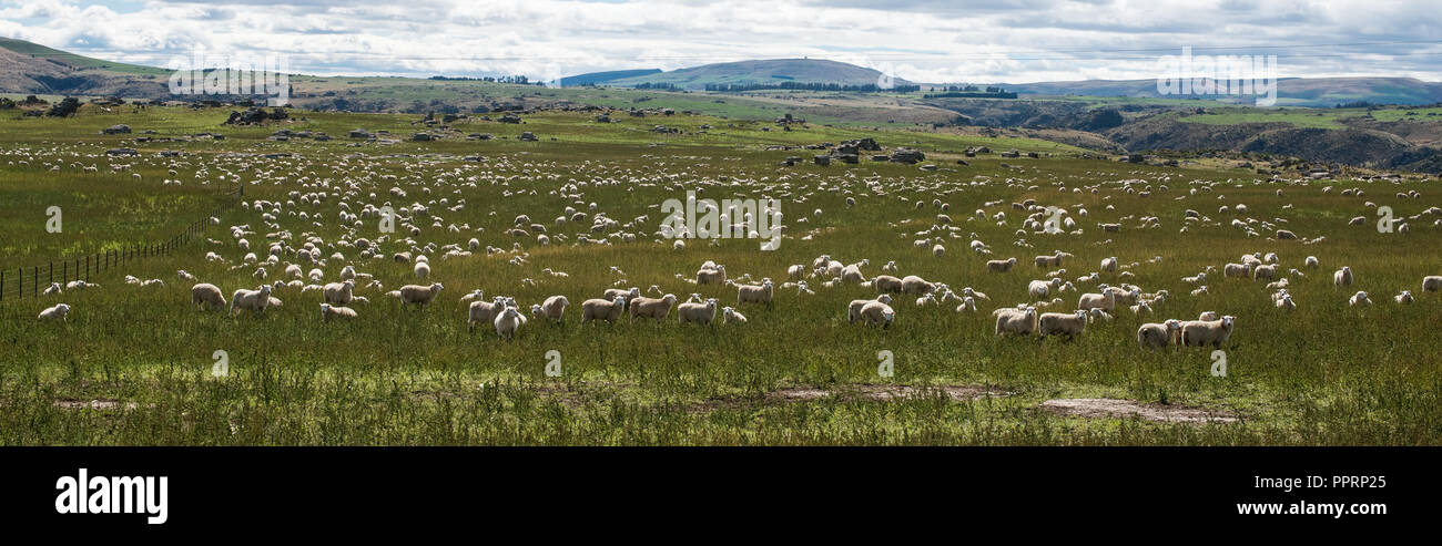 A panoramic shot of sheep grazing in the grass high up in the mountains ...