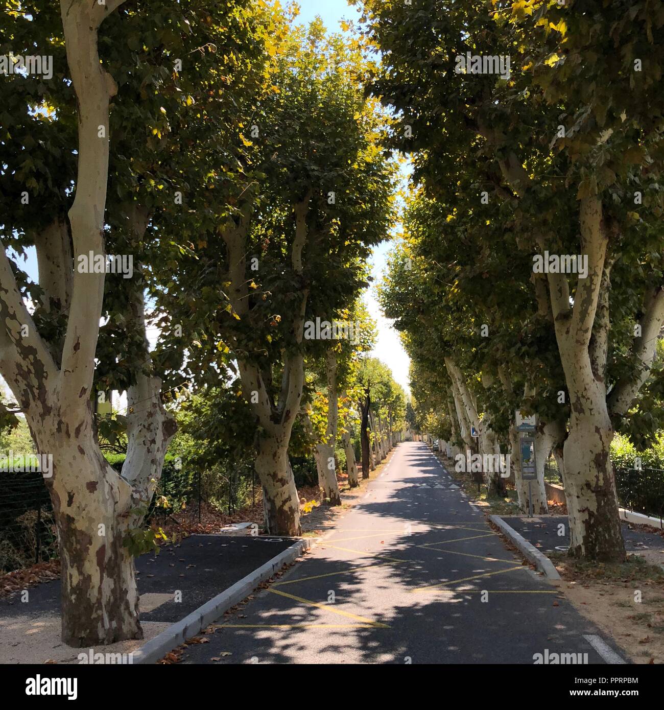 Avenue of smooth barked trees in Provence, France in afternoon with shadows on both sides of the street and bright sunshine Stock Photo