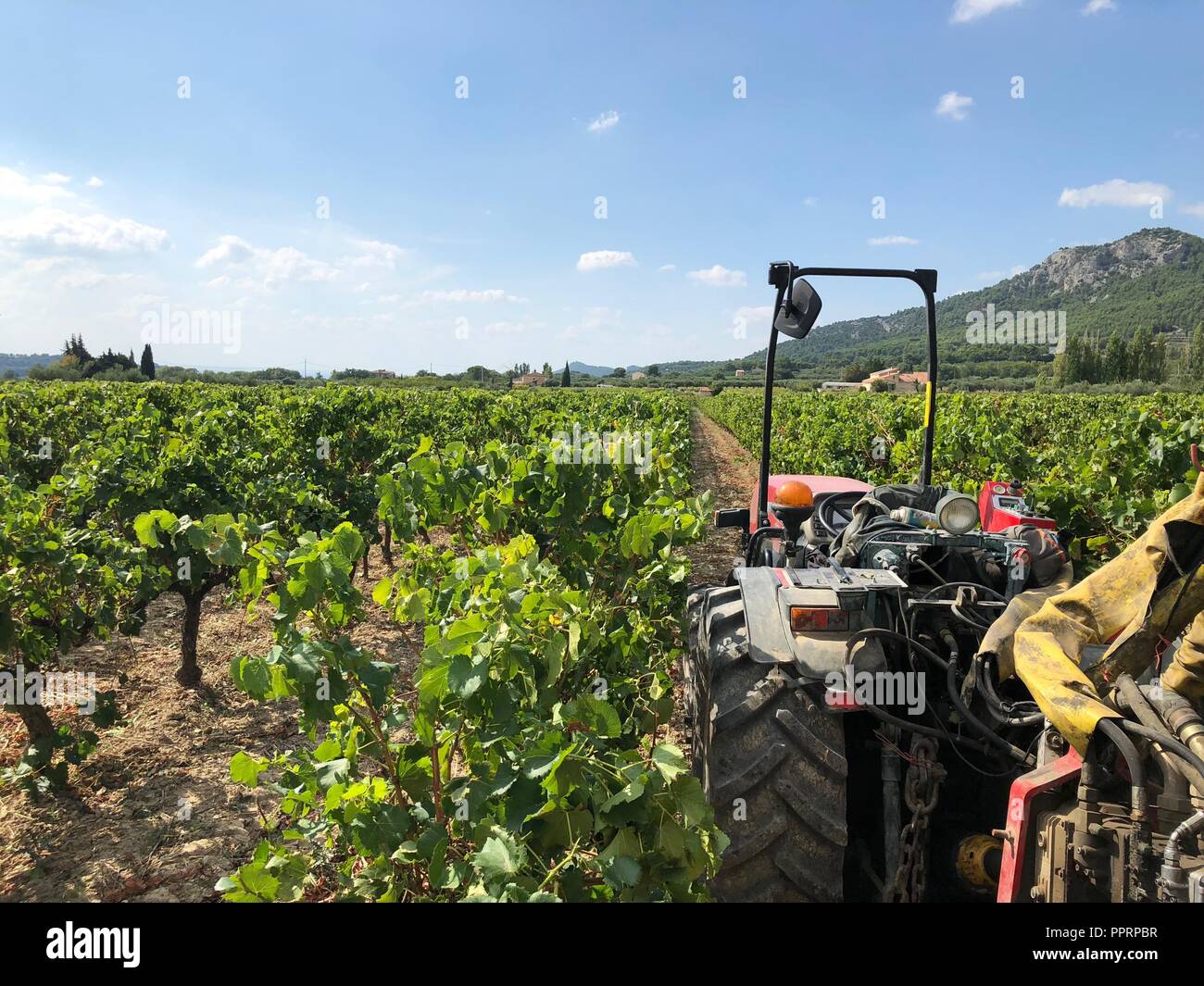 Tractor in vineyard in summer sunshine in Provence, France Stock Photo