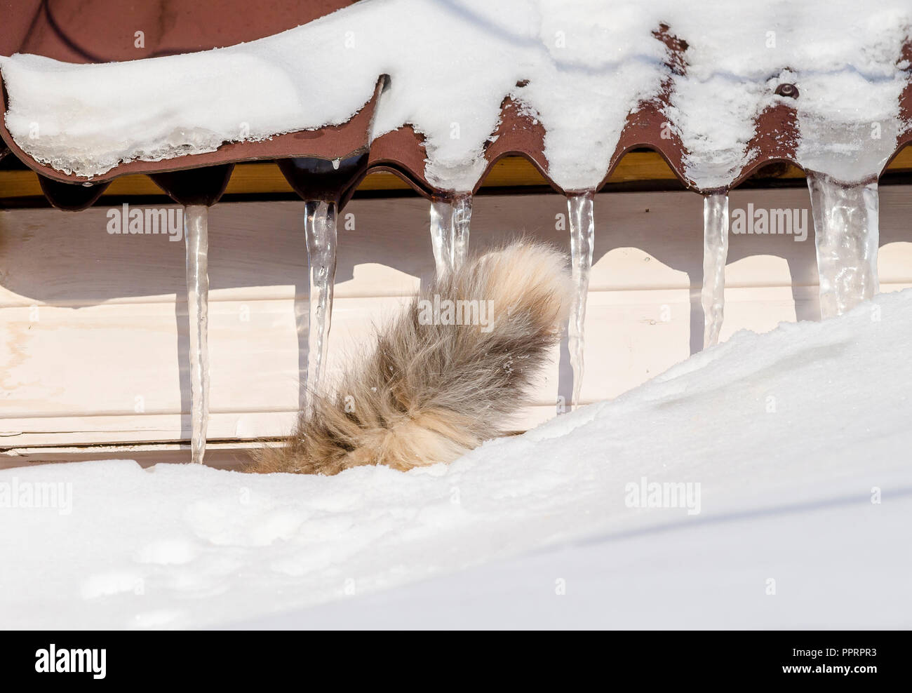 Beautiful calico cat walking on snowy roof of the house Cat's tail sticks out of snow on the roof top on a sunny christmas day Stock Photo
