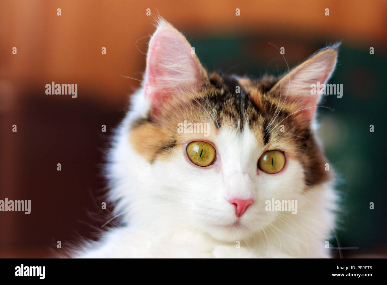 Calico cat eyes cheap