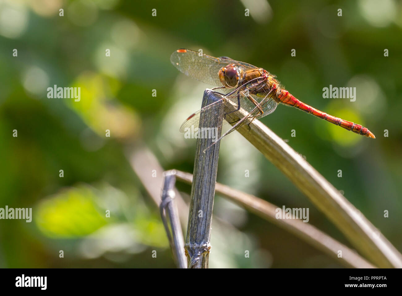 Ruddy darter (Sympetrum sanguineum) blood red body constriction towards front of abdomen and depressed wings at rest. Dark red spots  on wing tips. Stock Photo