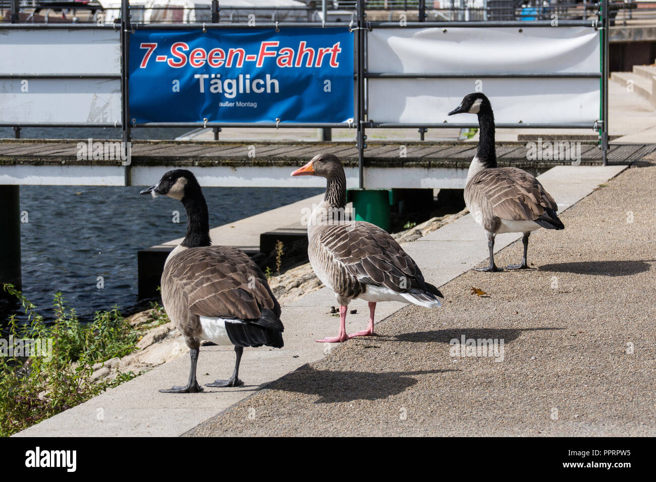 Three geese and a boat rip sign at Kladow, Berlin, Germany Stock Photo