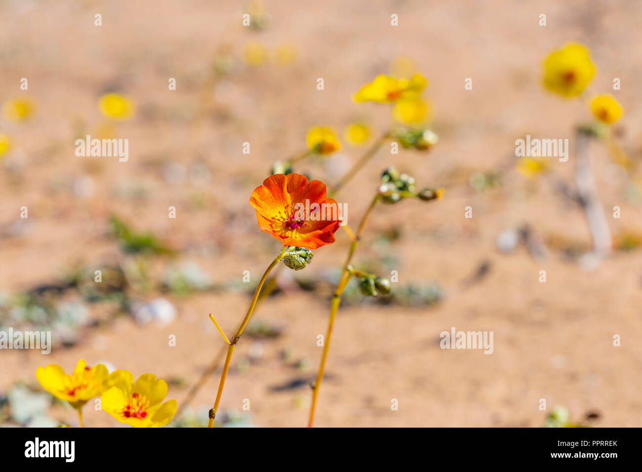 Cistanthe longiscapa, better known as pata guanaco. Flower that grows in the Atacama Desert in the spring season thanks to the child's phenomenon Stock Photo