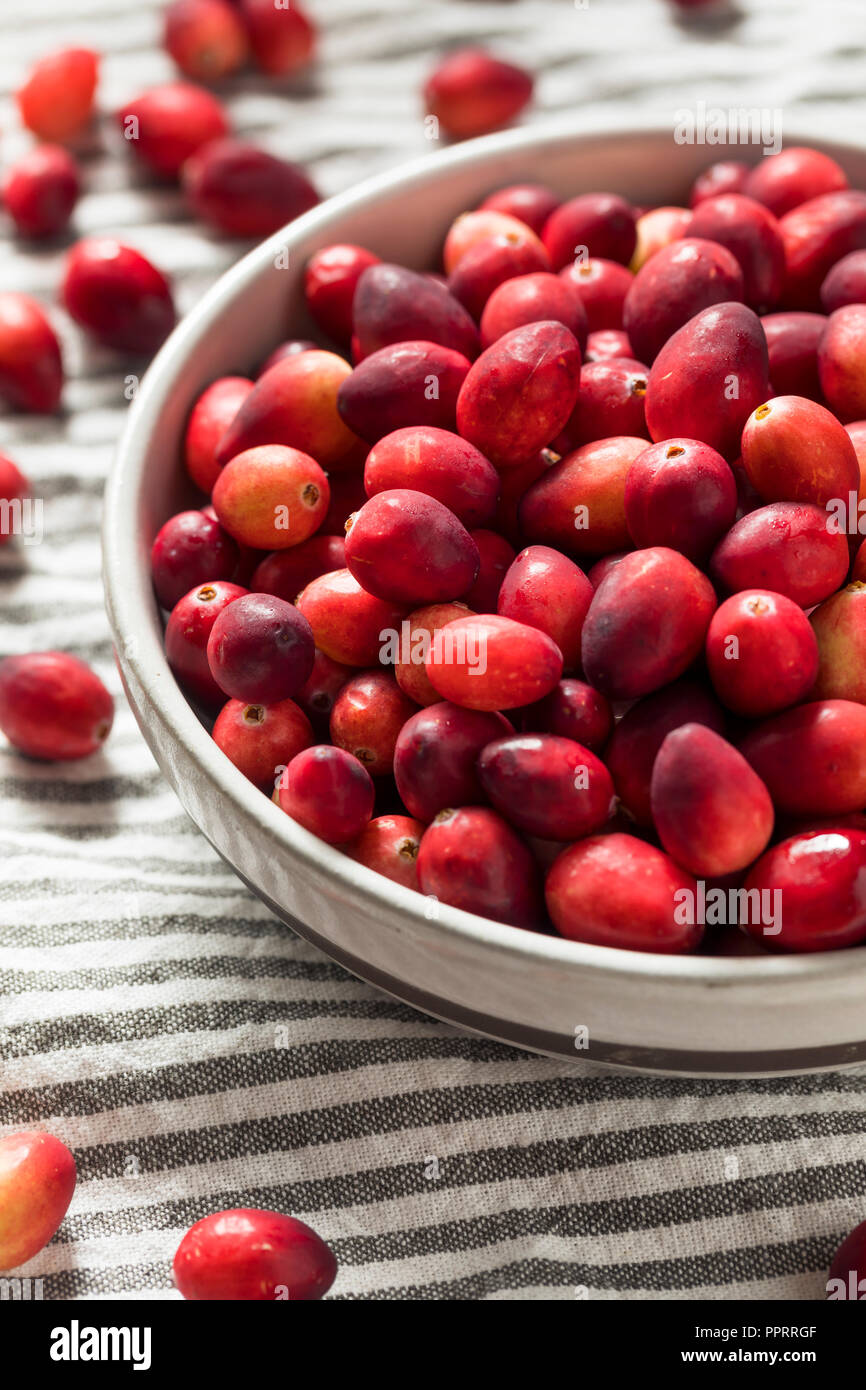 Raw Red Organic Cranberries Ready to Cook With Stock Photo Alamy