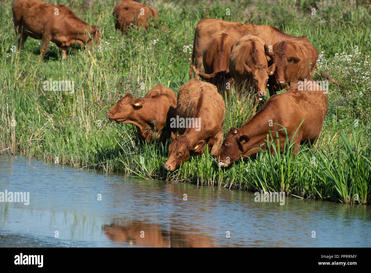 Cheeky bulls drinking Stock Photo