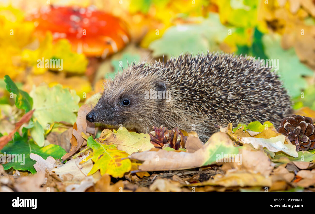 Hedgehog, wild, native, European hedgehog in colourful Autumn leaves, facing left.  Scientific name: Erinaceus europaeus.  Horizontal. Stock Photo