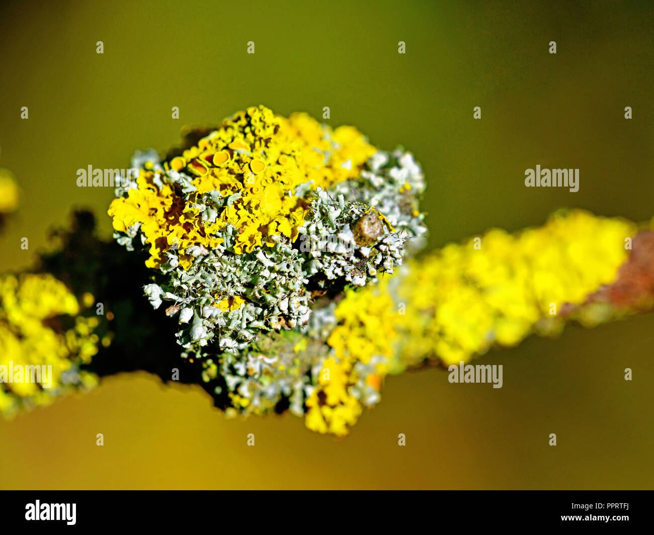 Yellow and gray lichen on twig against muted green yellow brown background Stock Photo