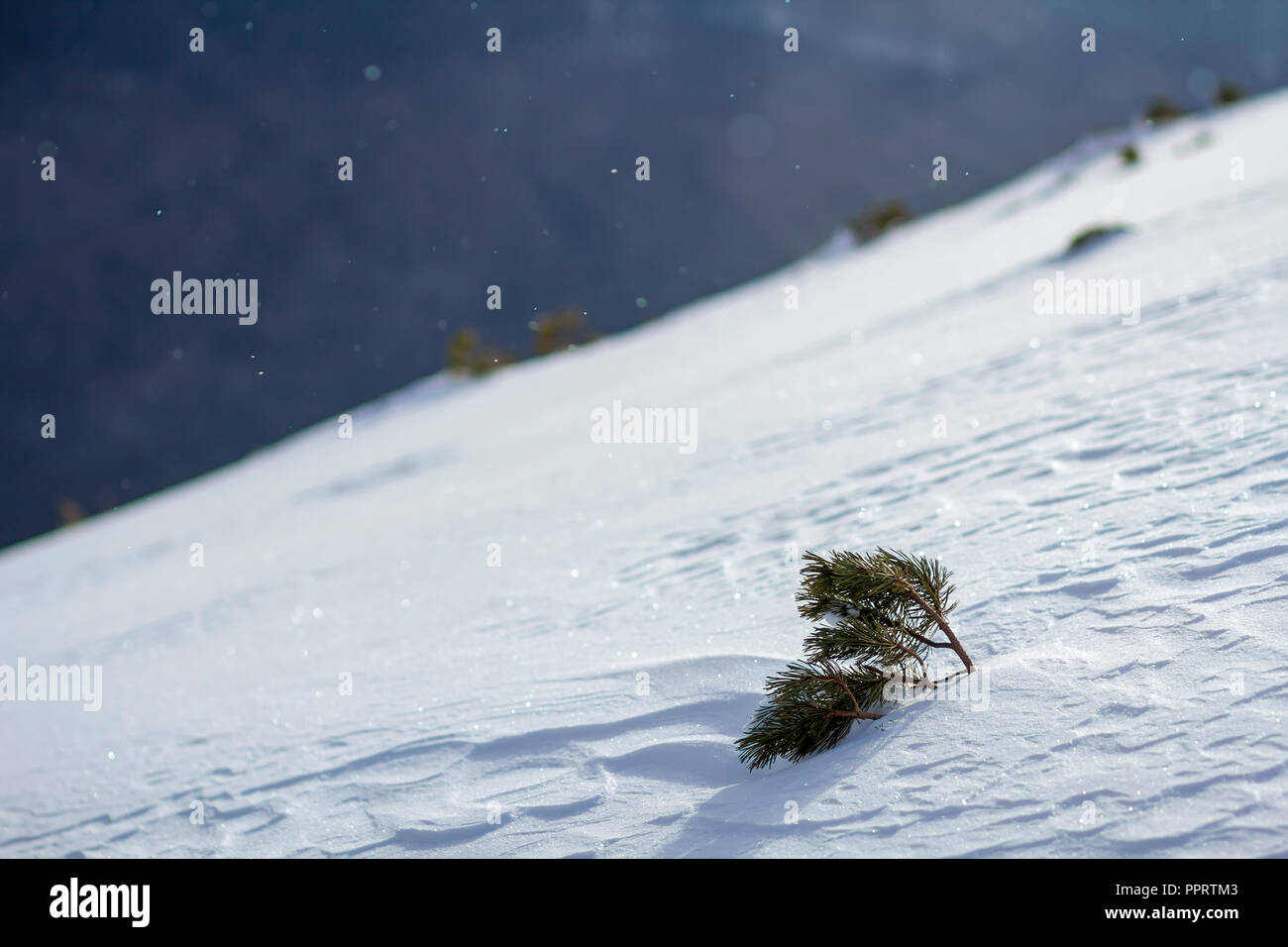 Small pine tree on snow covered hill in winter mountains Stock Photo