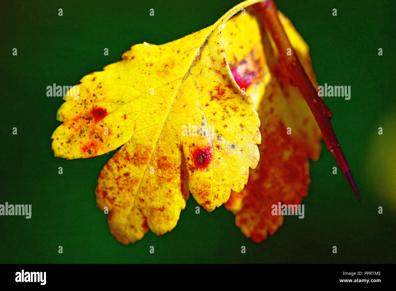 Yellow golden red autumn oak leaf with blurred muted green background Stock Photo