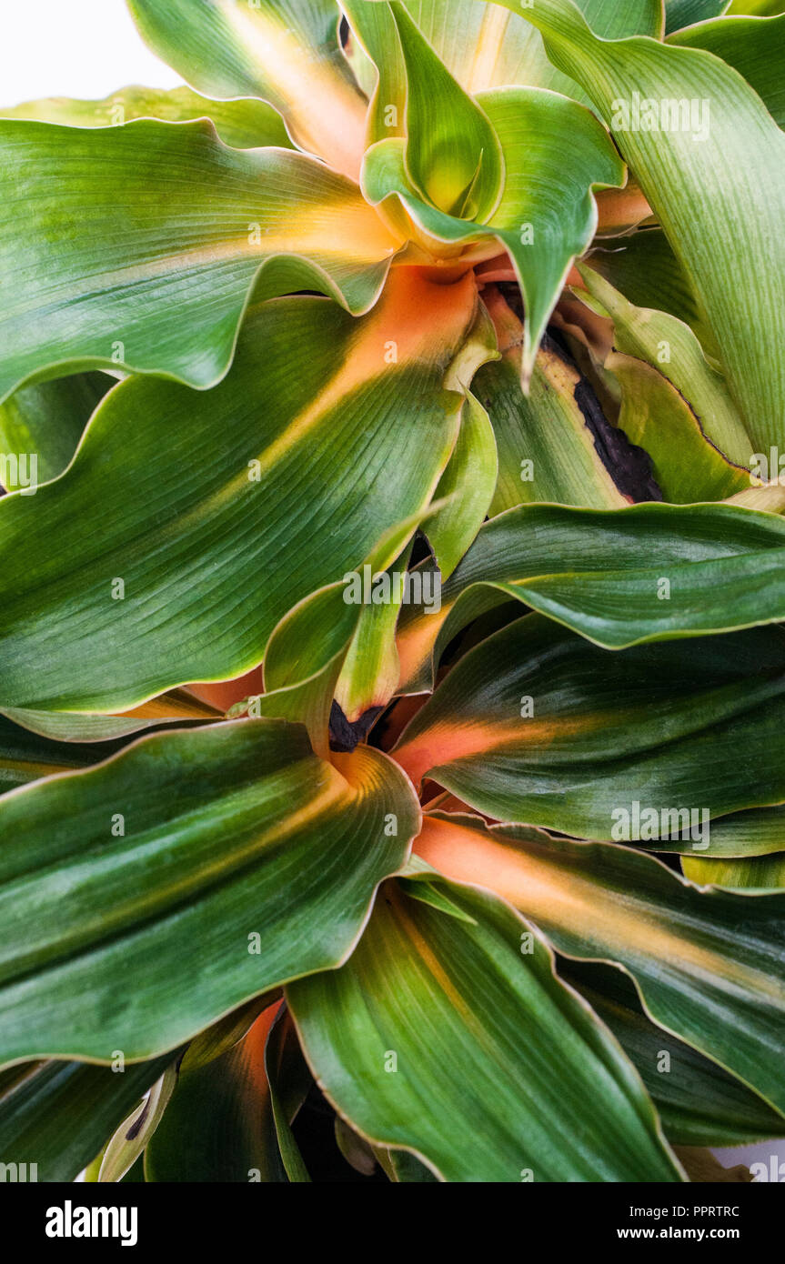 Close up of Chlorophytum amaniense (Fire Flash) showing orange to yellow stripe on leaf midrib Stock Photo
