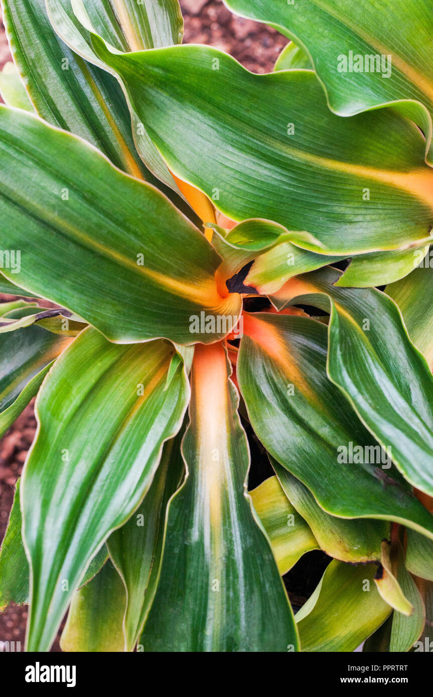Close up of Chlorophytum amaniense (Fire Flash) showing orange to yellow stripe on leaf midrib Stock Photo