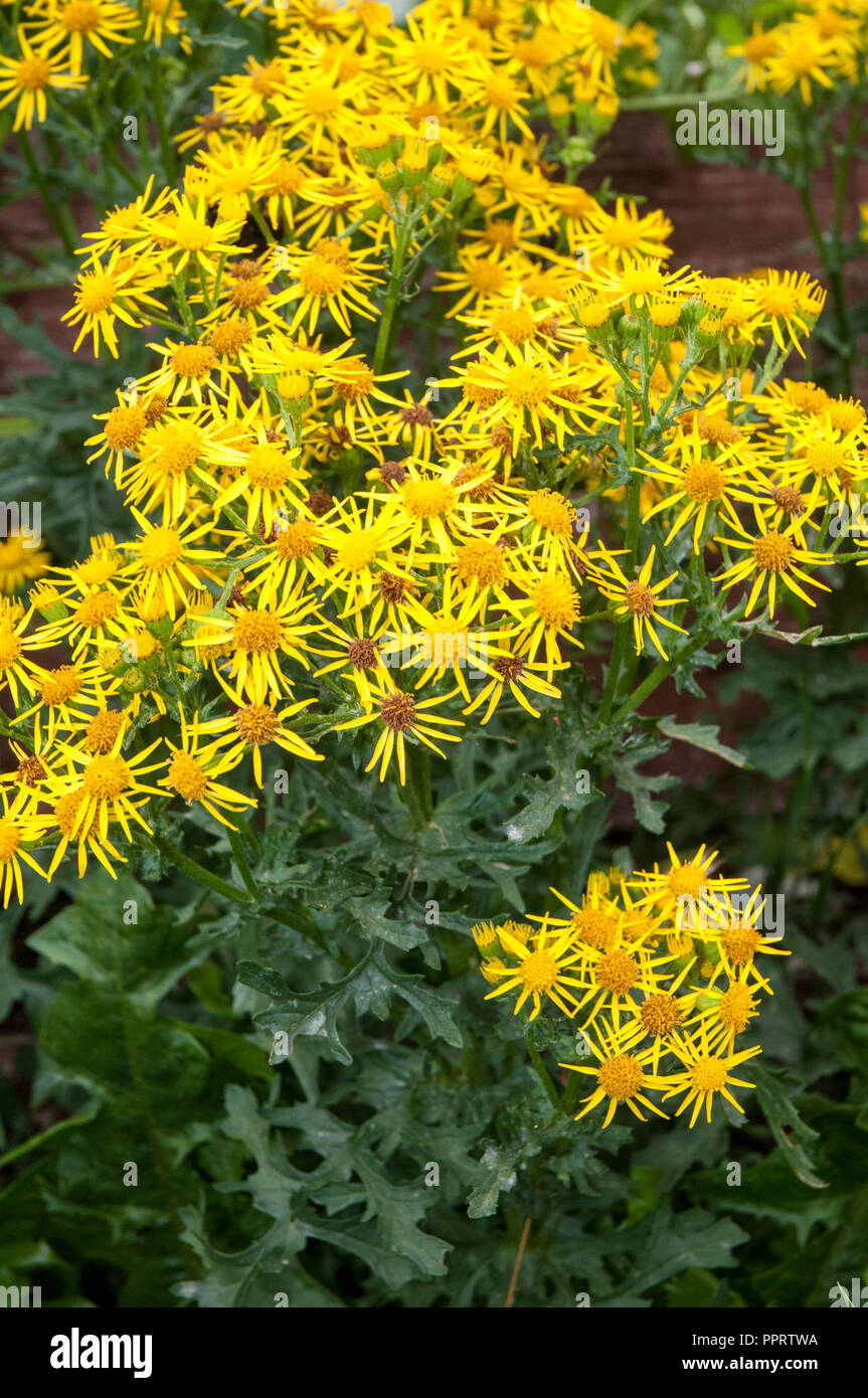 Ragwort Senecio jacobaea growing wild against a fence Stock Photo - Alamy
