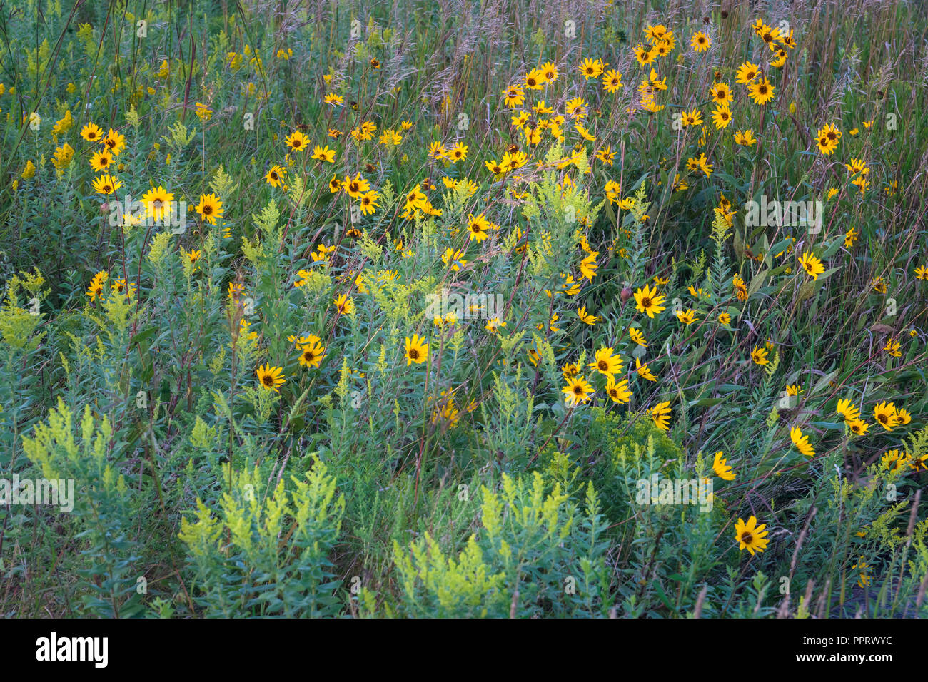 Blue Mounds State Park; Minnesota: Detail of Goldenrod (solidago) and prairie sunflower (Helianthus petiolaris) flowers in a tallgrass prairie Stock Photo