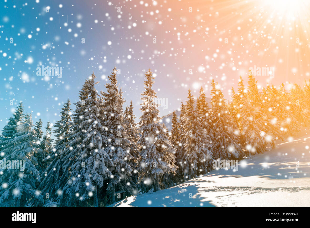 Beautiful winter landscape. Pine trees with snow and frost on mountain ...