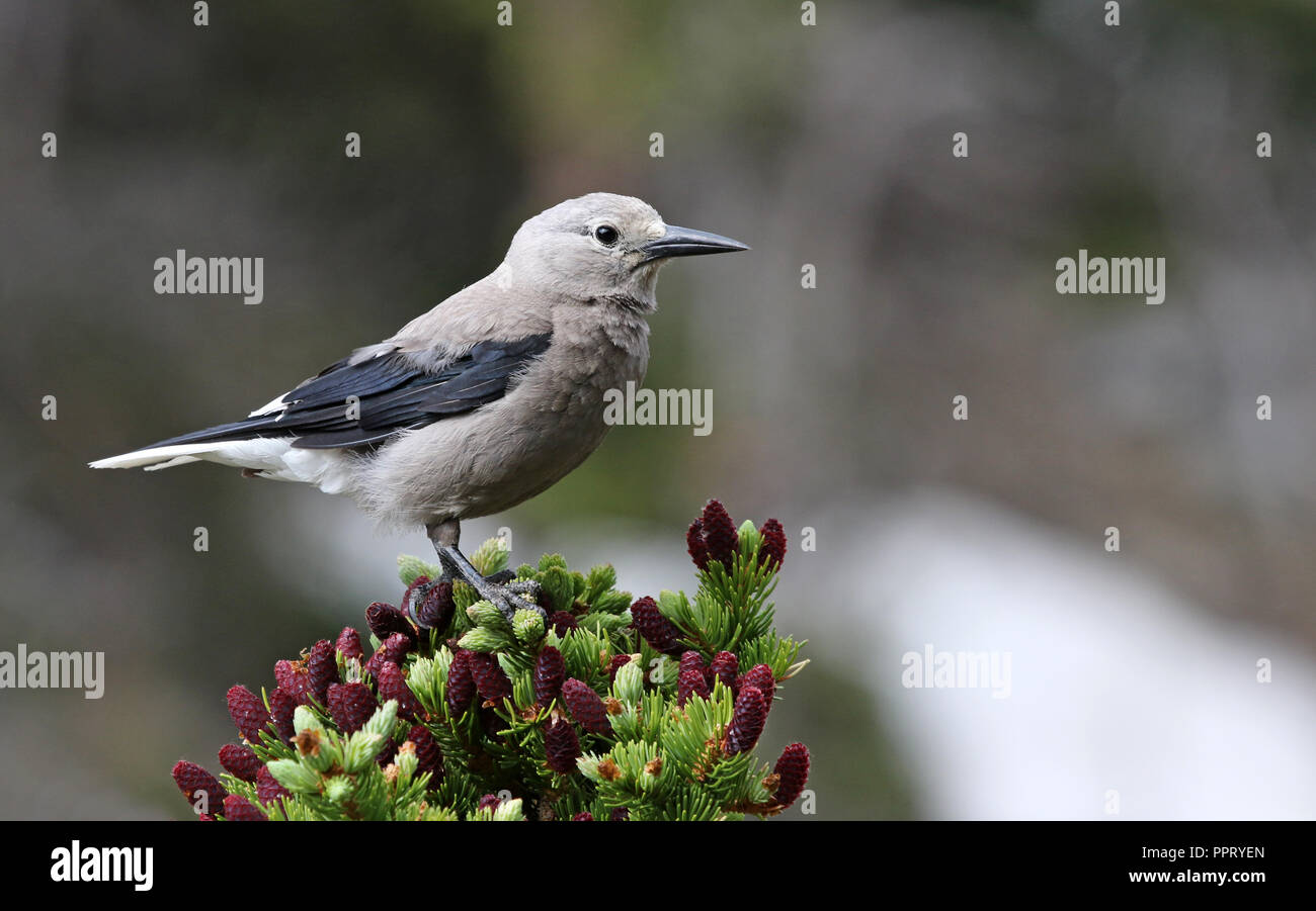 Clarks Crow High Resolution Stock Photography and Images - Alamy