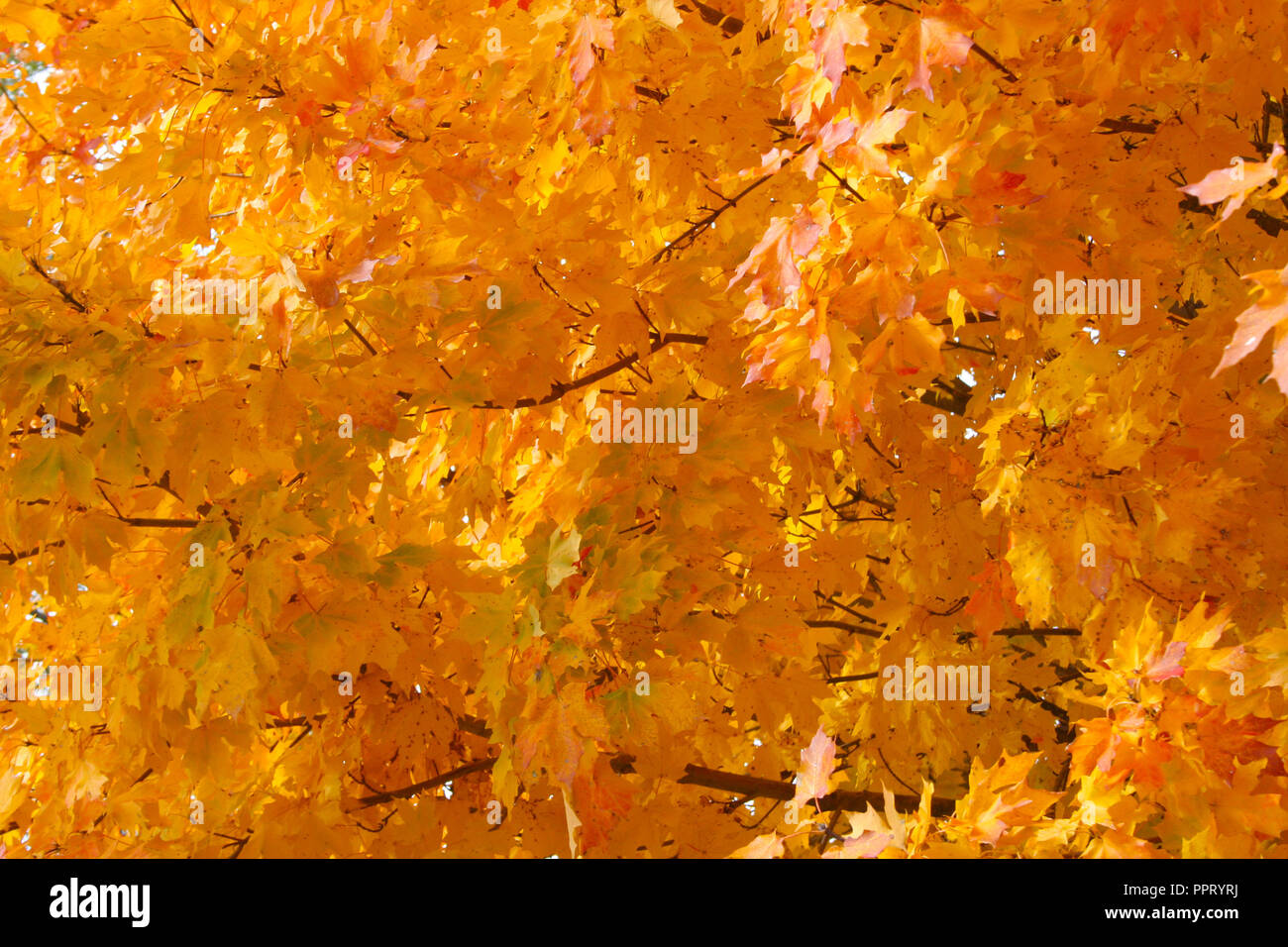 autumn leaves changing colors on tree branches in bright warm orange