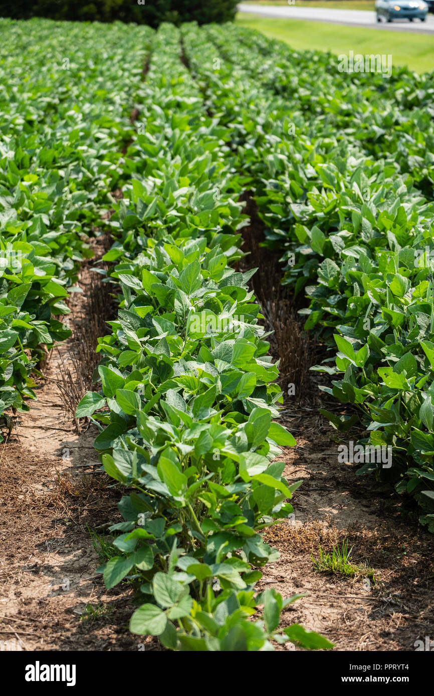 A soybean field with growing plants during midgrowth in Kansas, USA