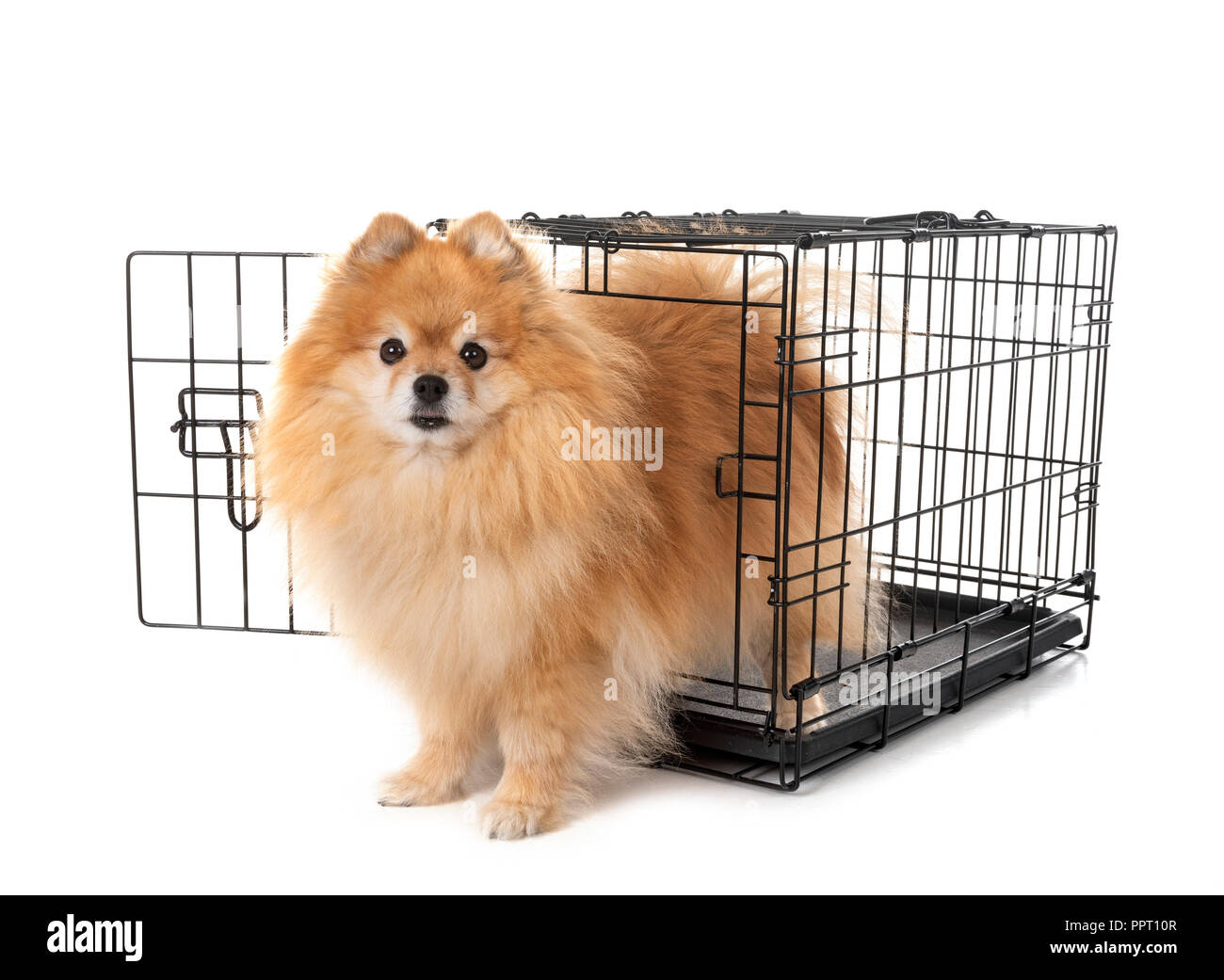 pomeranian cage