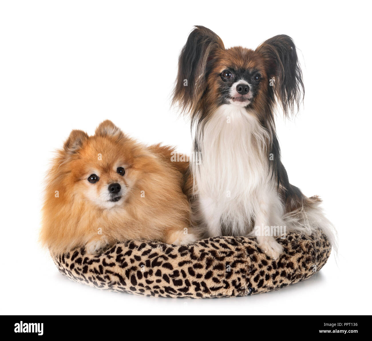 little dogs in front of white background Stock Photo - Alamy