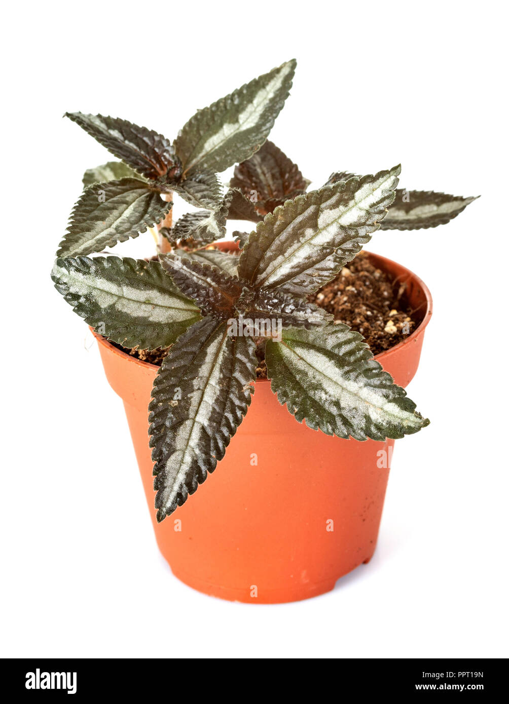 Hypoestes plant in front of white background Stock Photo