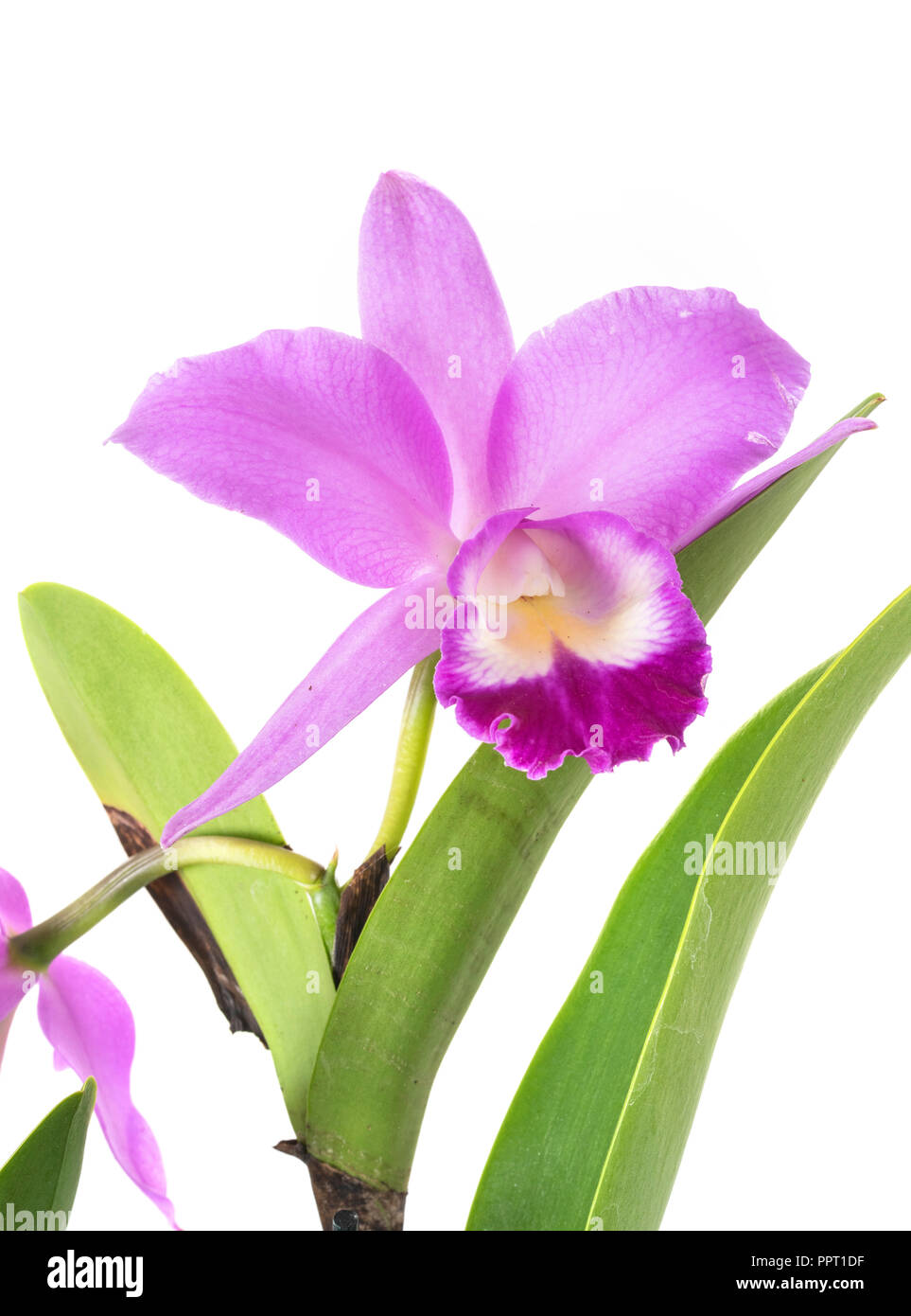 Cattleya plant in front of white background Stock Photo