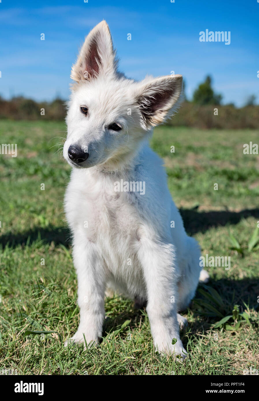 white swiss shepherd training