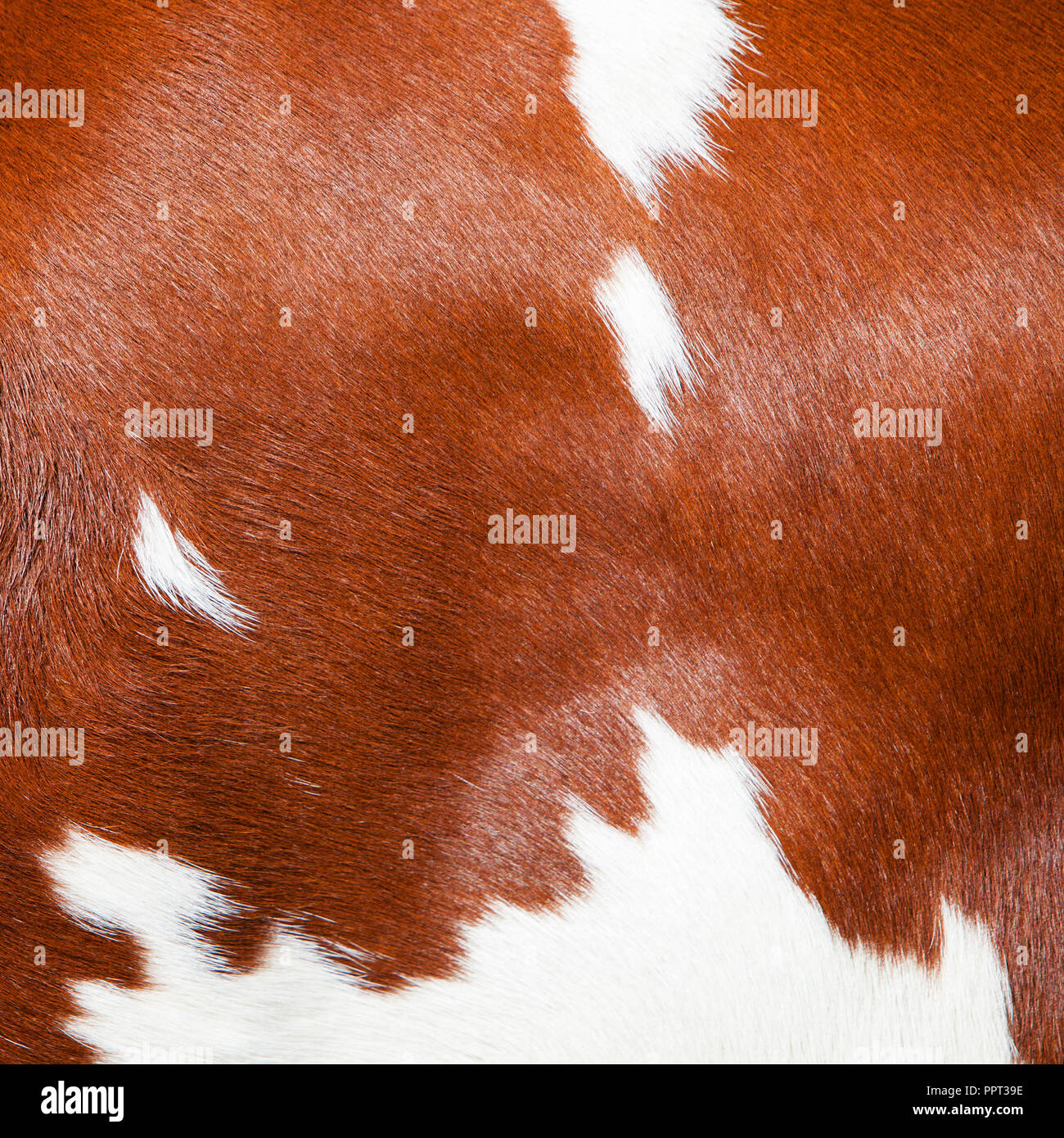 red and white part of hide on side of spotted cow Stock Photo