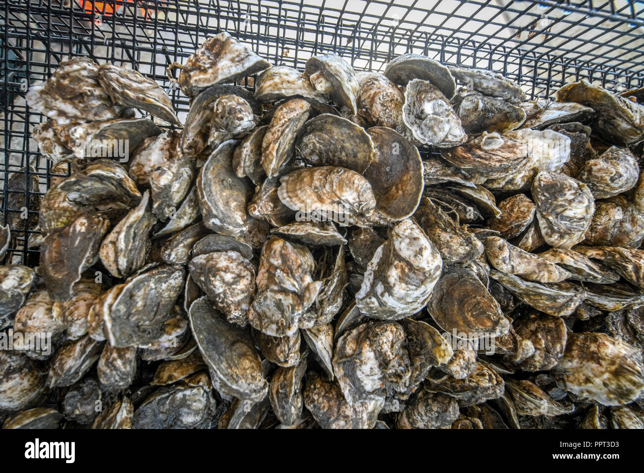 Oysters from an underwater cage at an aquaculture farm Stock Photo Alamy