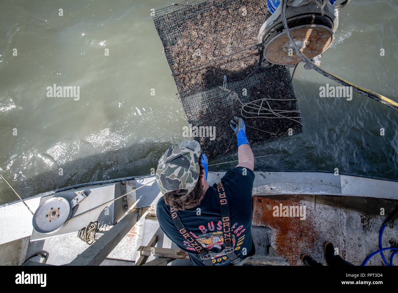 Overhead image of a man pulls cage of farm raised Oysters from the water. Stock Photo