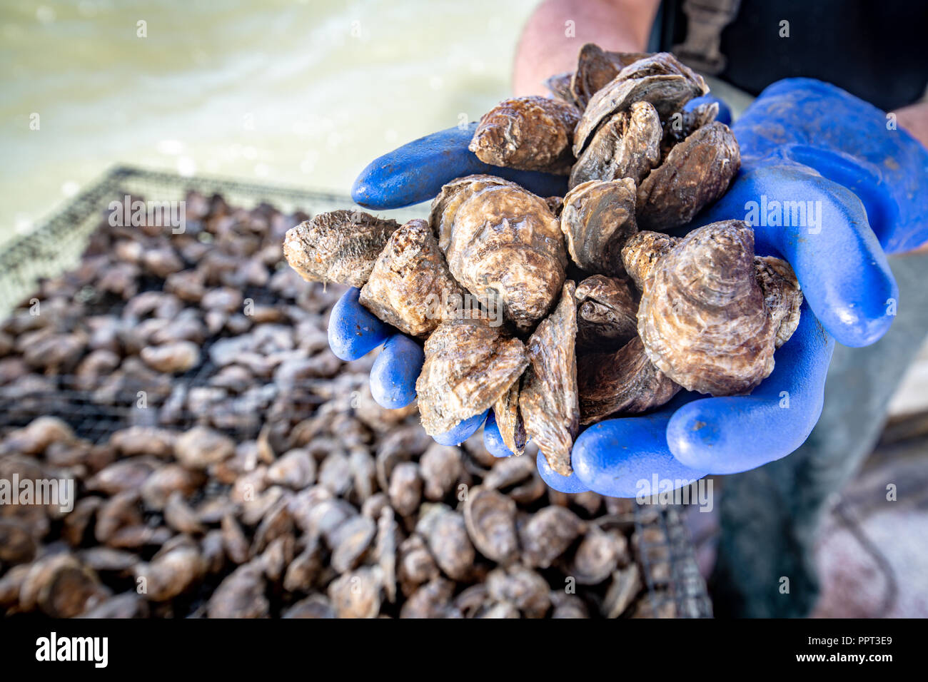 Hands full of farm raised Oysters Stock Photo Alamy