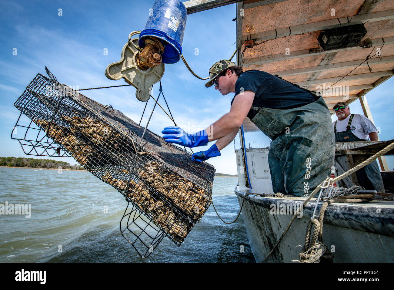 A man pulls Oysters from an underwater cage at an aquaculture farm