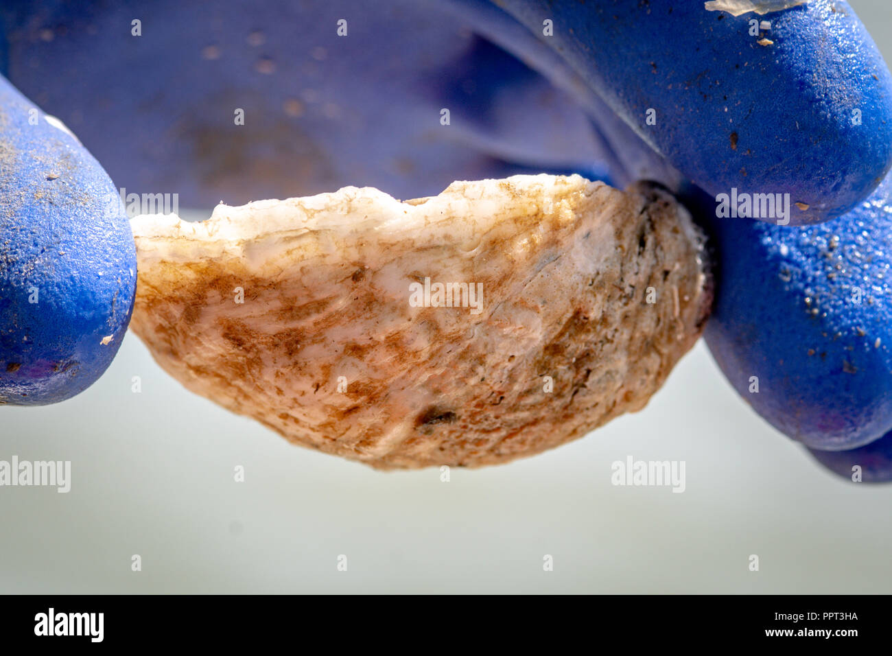A close up of a farmed Oyster. Stock Photo