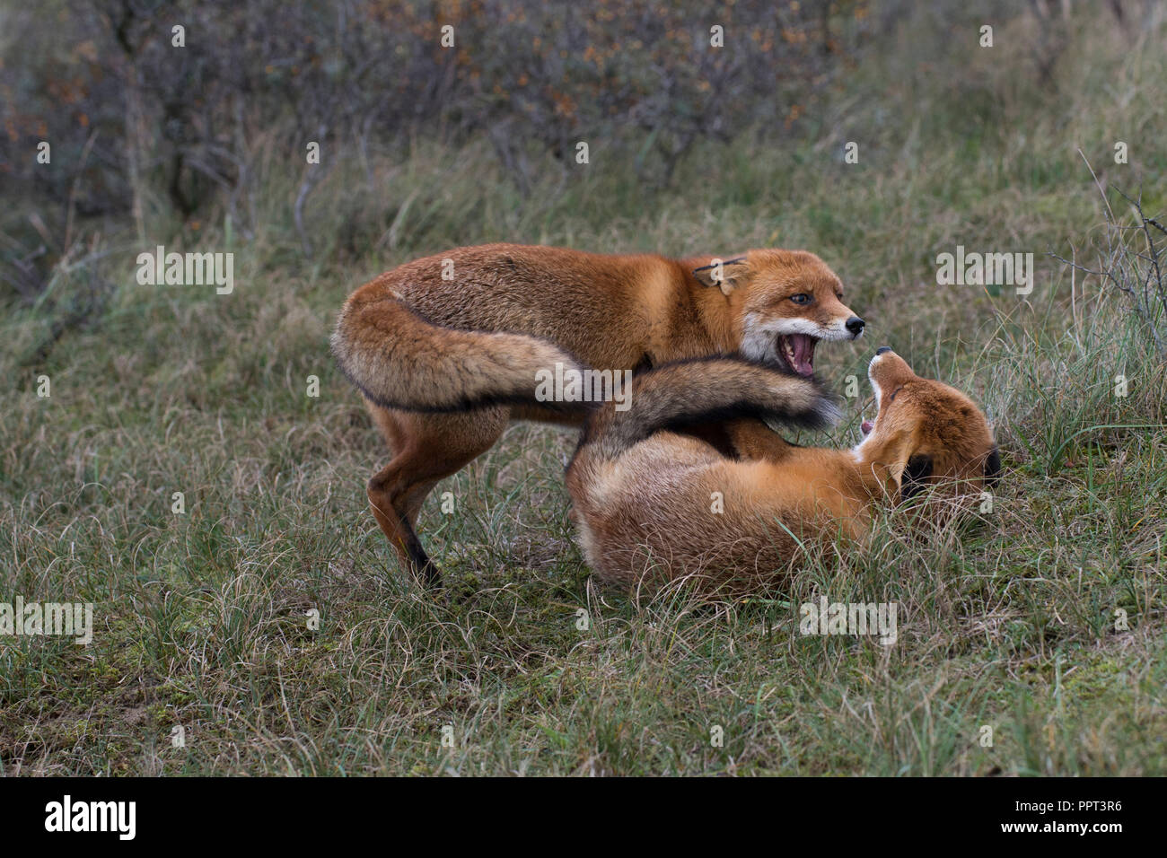 Rotfuechse (Vulpes vulpes), Niederlande Stock Photo