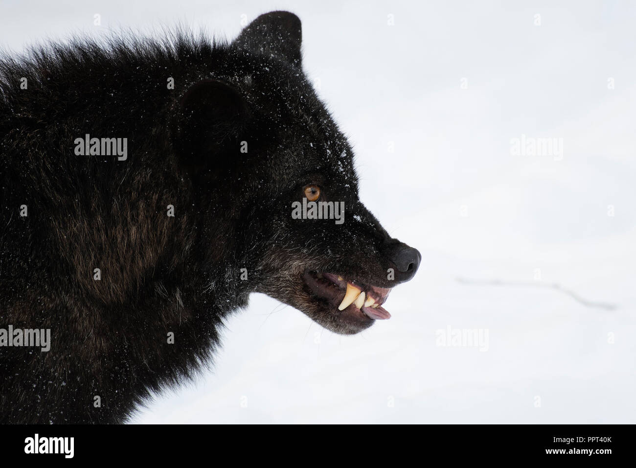 Timberwolf (Canis lupus lycaon), Wildpark Kasselburg, Gerostein, Deutschland Stock Photo