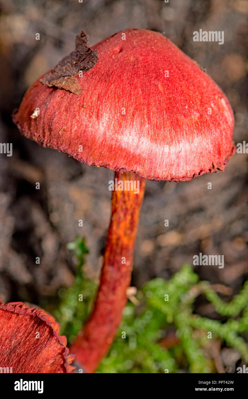 blood red redcap, (Cortinarius sanguineus) Stock Photo