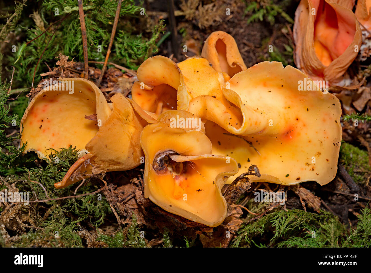 hare's ear fungus, (Otidea onotica) Stock Photo