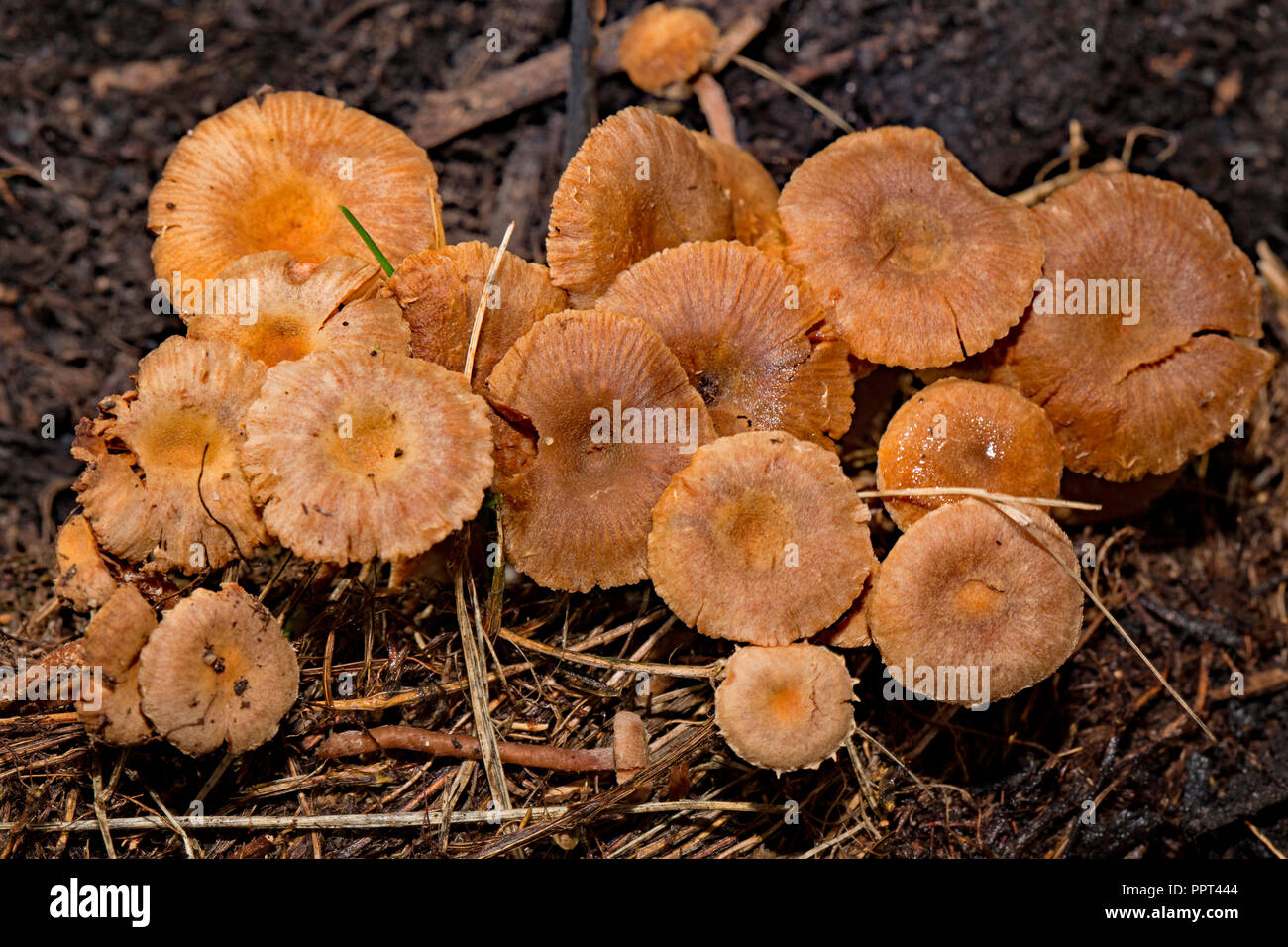 Felted Twiglet mushroom, (Tubaria conspersa) Stock Photo