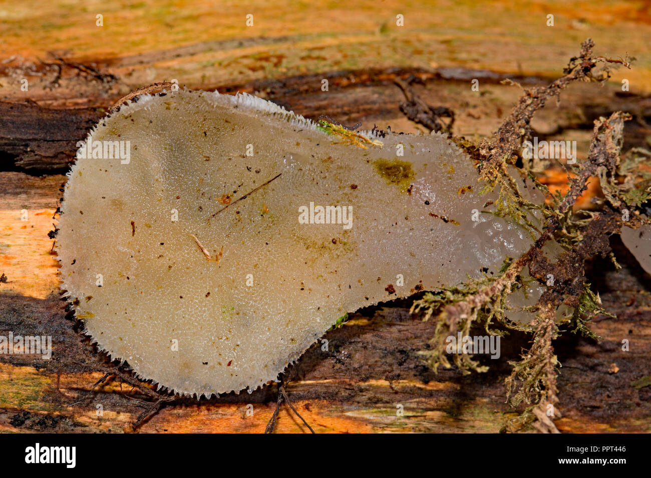 toothed jelly fungus, (Pseudohydnum gelatinosum) Stock Photo