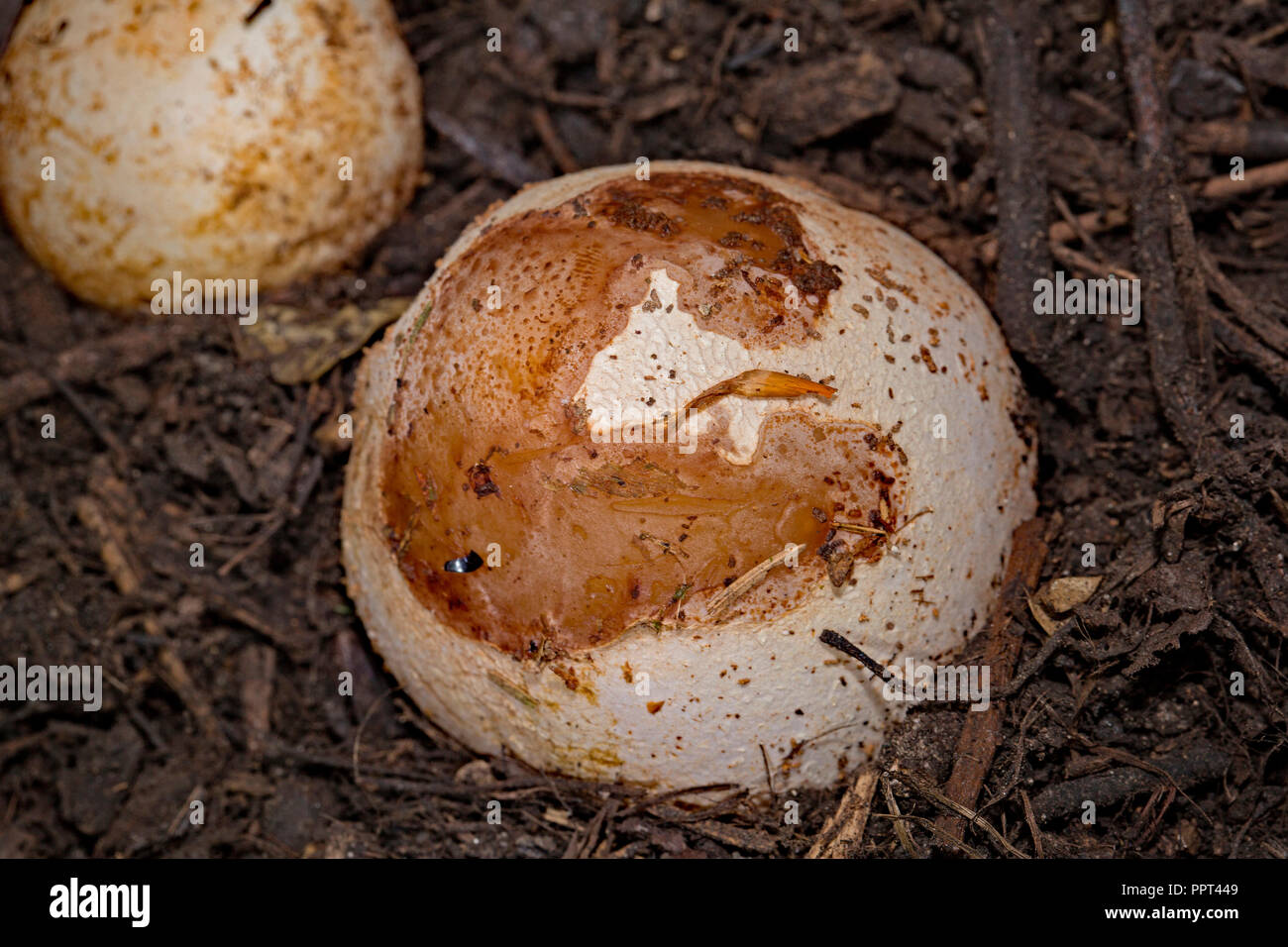 common stinkhorn, (Phallus impudicus) Stock Photo