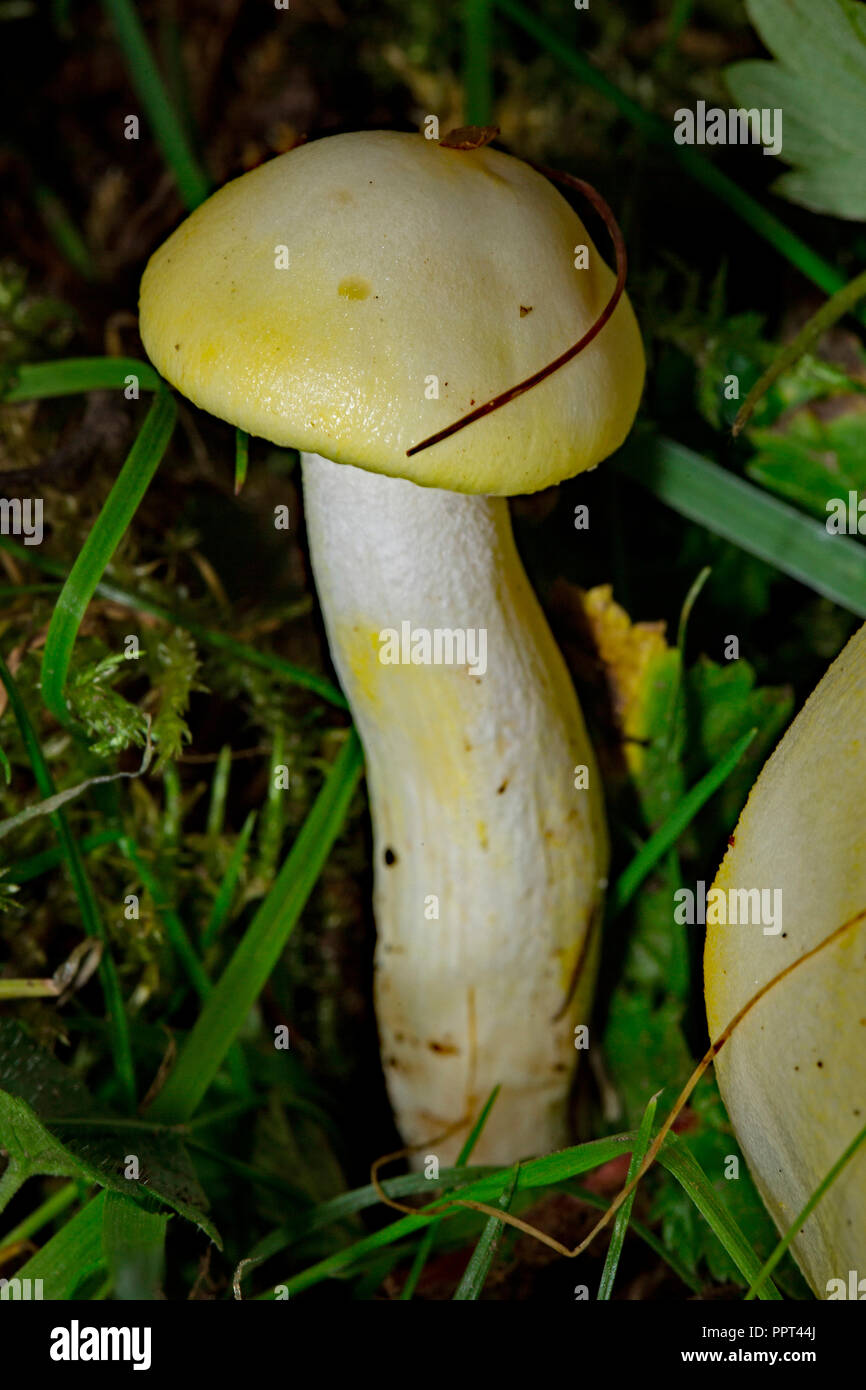 Gold Flecked Woodwax mushroom, (Hygrophorus chrysodon) Stock Photo