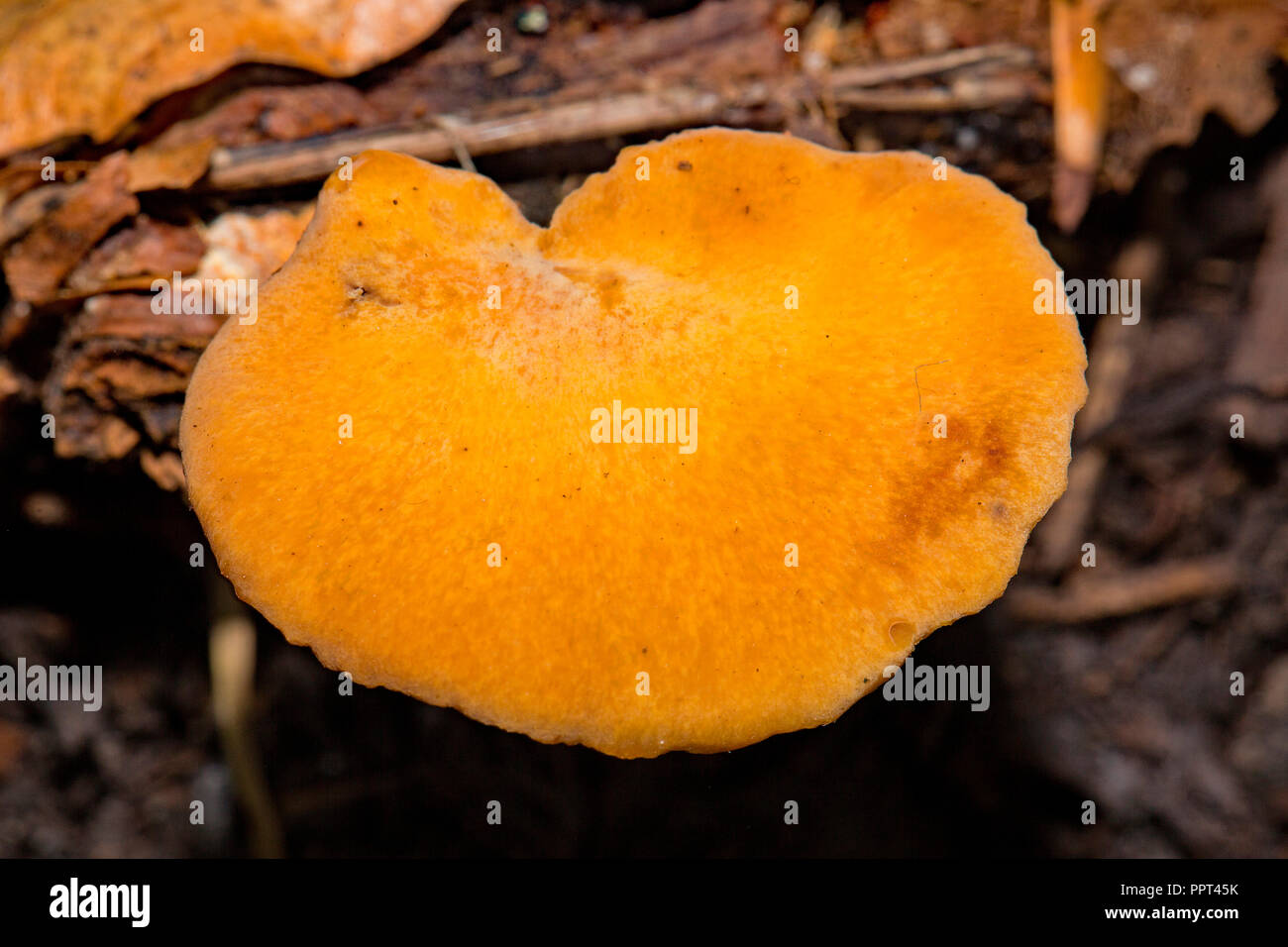 blackfoot polypore, (Polyporus leptocephalus) Stock Photo