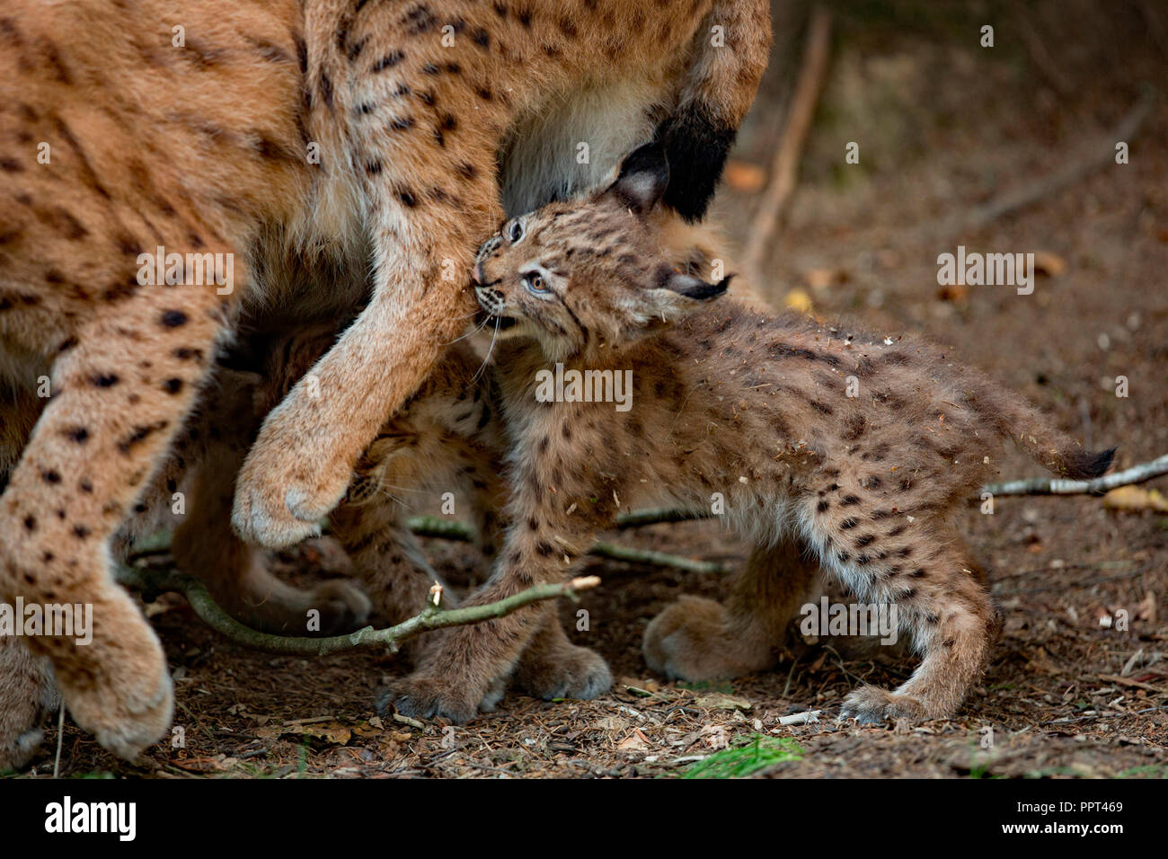 Eurasian lynx with cub, (Lynx lynx) Stock Photo