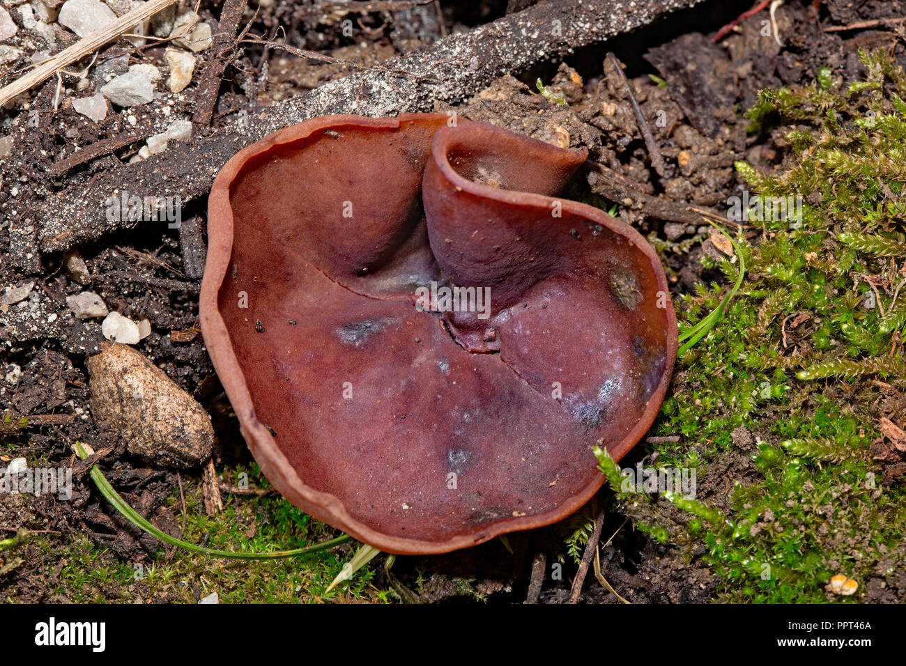 cup mushroom, (Peziza depressa) Stock Photo
